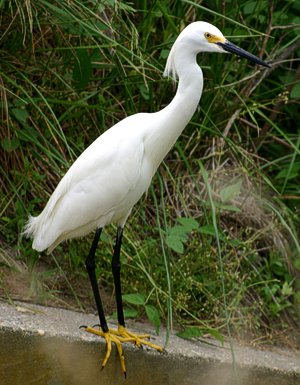 White Egret