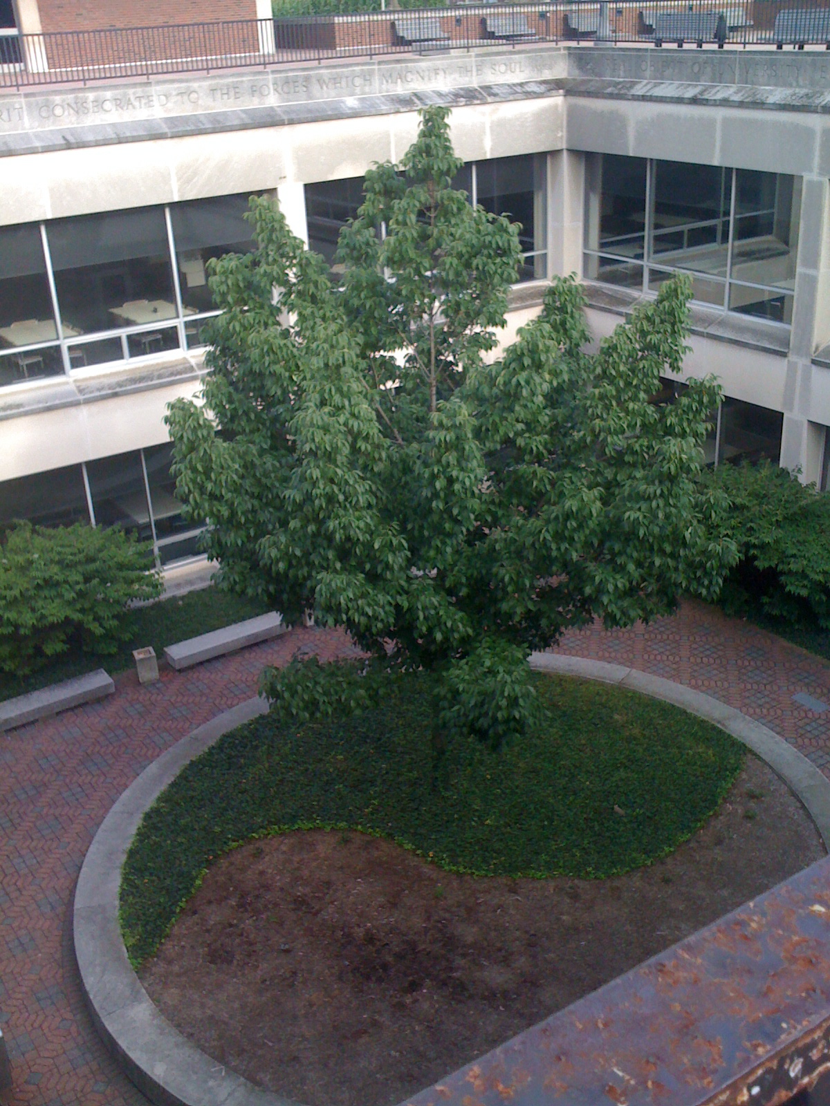 The Campus Library at Champaign-Urbana Awaited us...