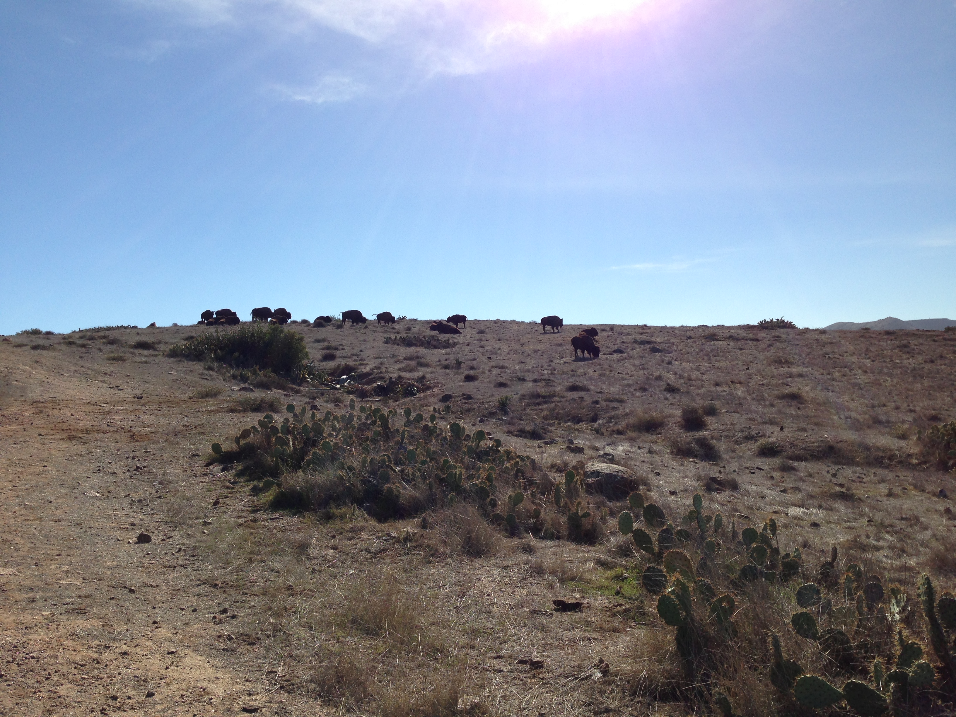 The Buffalo Were are Looking For