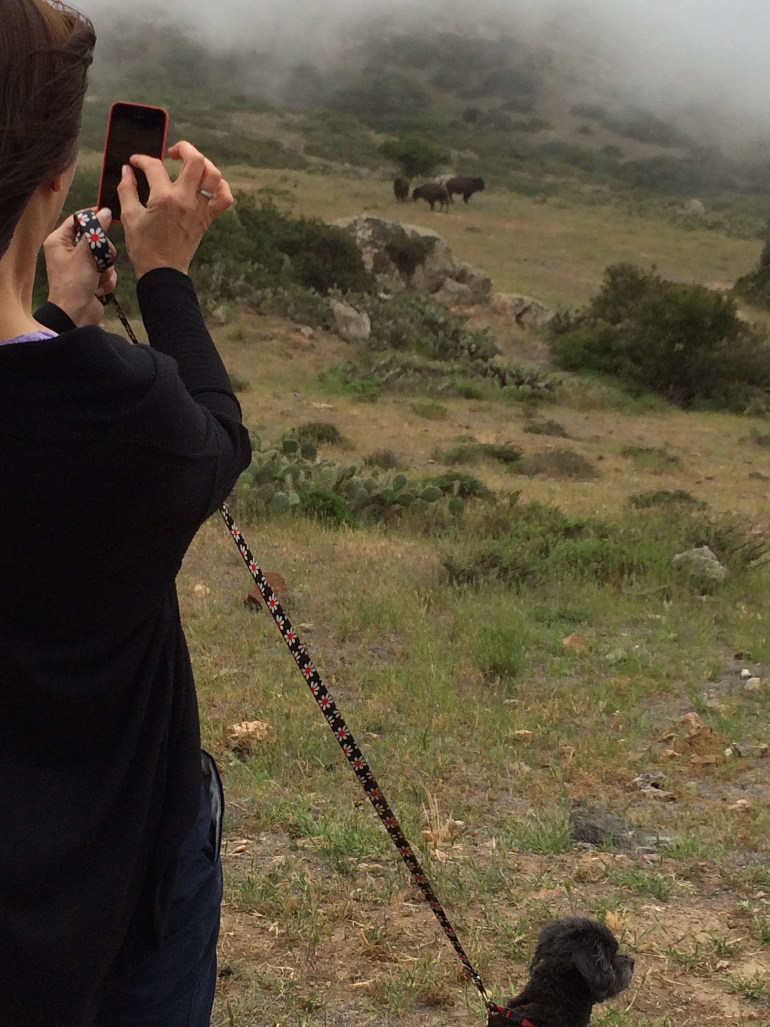Wildlife Photographer