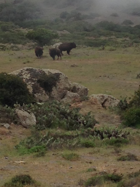 Buffalo Gang of Youths