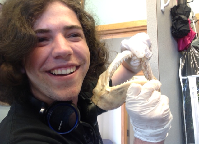 jaw